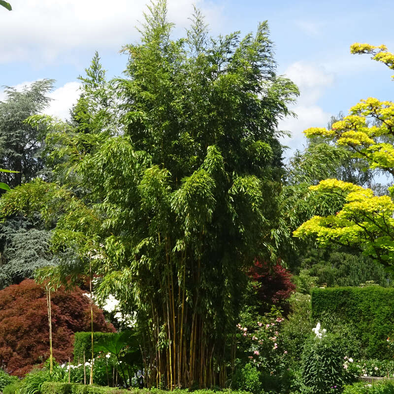 Gelbholziger Bambus - Phyllostachys aureosulcata 'Spectabilis' - grn