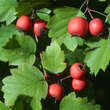 Crataegus coccinea: Bild 1/4