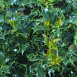 Ilex aquifolium 'Alaska': Bild 1/4