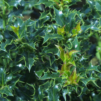 Stechpalme - Ilex aquifolium 'Alaska'