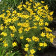 Coreopsis verticillata: Bild 2/2