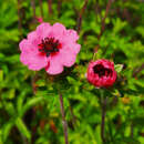 Potentilla nepalensis 'Miss Willmott' - Fingerkraut