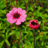 Potentilla nepalensis 'Miss Willmott' - Fingerkraut