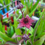 Potentilla palustris (Syn. Comarum) - Blutauge