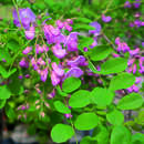 Rosenakazie - Robinia hispida 'Macrophylla'