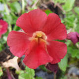 Mimulus cupreus 'Roter Kaiser' - Gauklerblume