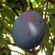 Prunus dom. 'Hanita': Bild 1/2