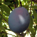 Zwetschke - Prunus domestica 'Hanita'