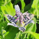 Tricyrtis hirta - Krötenlilie