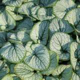 Brunnera macrophylla 'Silver Heart' - Kaukasus-Vergissmeinnicht