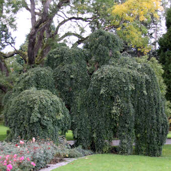 Hänge-Schnurbaum - Sophora japonica 'Pendula'