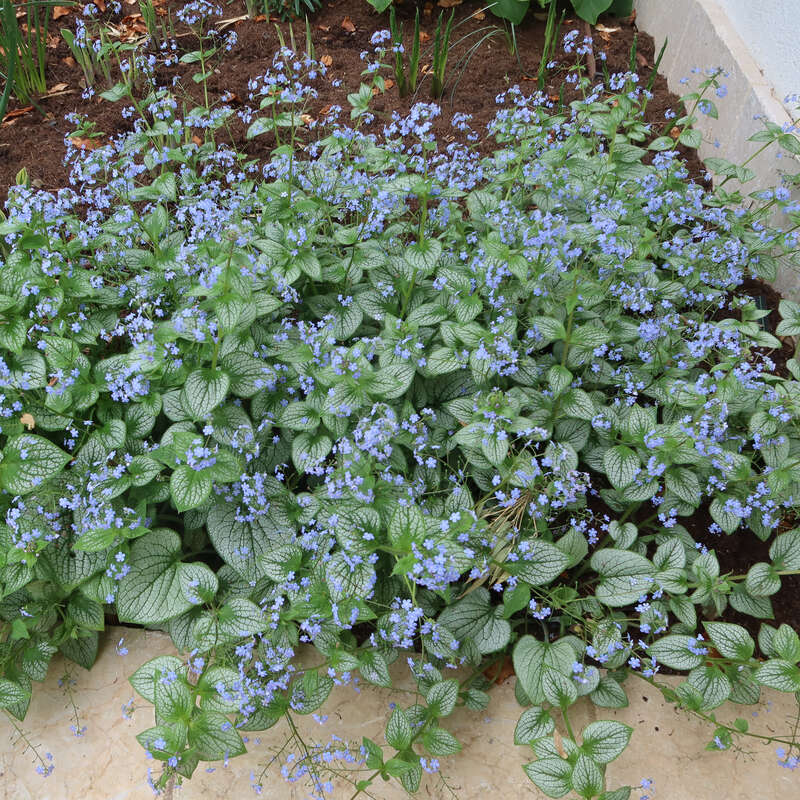 Kaukasus-Vergissmeinnicht - Brunnera macrophylla 'Jack Frost' - blau