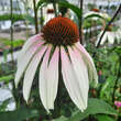 Echinacea purpuera 'Pretty Parasols' (Synonym 'Engeltje'): Bild 2/4