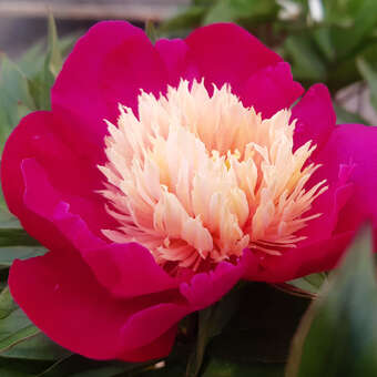 Paeonia lactifl. 'White Cap'