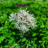 Thalictrum aquilegifolium 'Nimbus White' - Wiesenraute