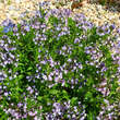 Rhazya orientalis: Bild 3/3