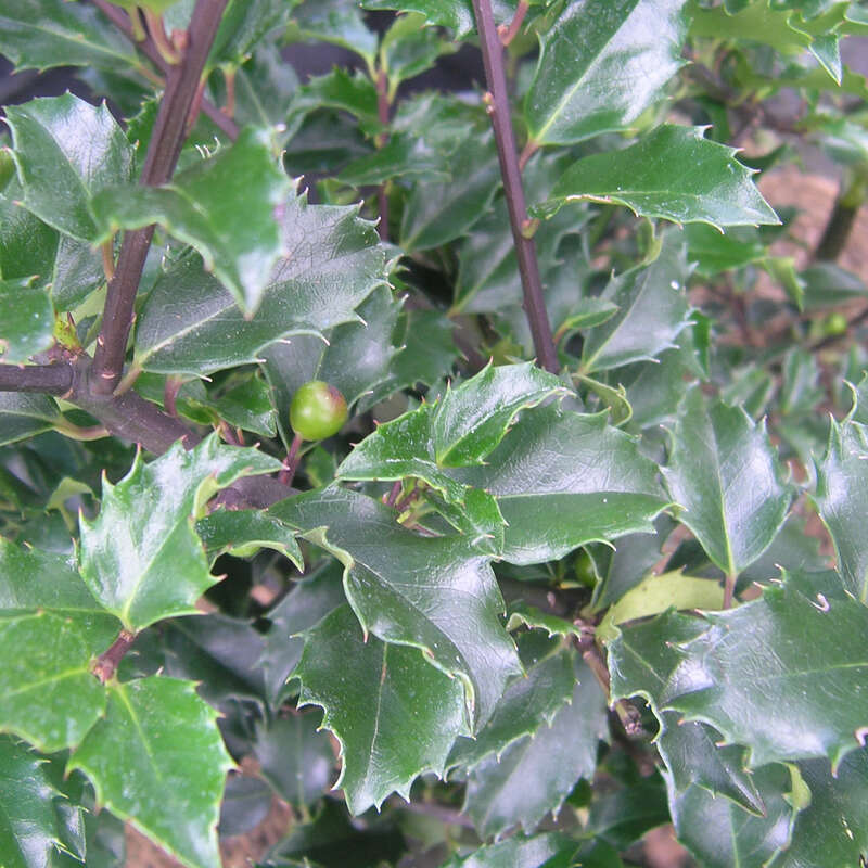 Stechpalme - Ilex meserveae 'Blue Princess' - wei