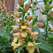 Digitalis purpurea 'Apricot Beauty': Bild 5/5