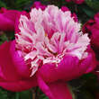 Paeonia lactifl. 'White Cap': Bild 4/7