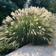 Miscanthus sinensis 'Adagio': Bild 1/4