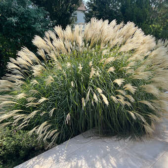 Miscanthus sinensis 'Adagio'