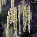 Corylus avellana - Gewöhnliche Haselnuss