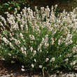 Lavandula angustifolia 'Melissa': Bild 4/5