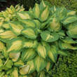 Hosta 'June Fever': Bild 1/2