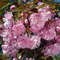 Prunus serrulata kanzan Prunus serrulata kanzan