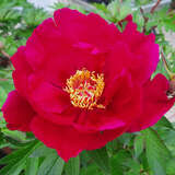 Paeonia Intersec. 'Unique' - Pfingstrose Intersectional-Hybride