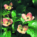 Japanischer Blumenhartriegel - Cornus kousa 'Satomi'