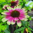 Echinacea purpurea 'Sweet Sandia': Bild 1/2