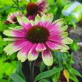 Echinacea purpurea 'Sweet Sandia' - Sonnenhut