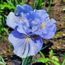 Iris sibirica 'Mission Bay' - Sibirische Schwertlilie