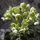 Helleborus argutifolius - Schneerose