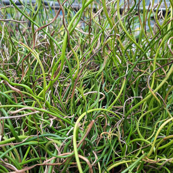 Spiralenbinse - Juncus effusus 'Spiralis' - weilichbraun, Bltenhhe 10 cm
