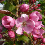 Malus 'Rudolph' - Zierapfel