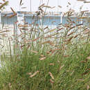 Bouteloua gracilis - Moskitogras