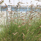 Bouteloua gracilis - Moskitogras