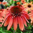 Echinacea p.'Papallo Semi D.Cherry': Bild 2/2