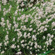 Lavandula angustifolia 'Melissa': Bild 2/5