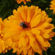 Heliopsis helianthoides 'Goldgefieder': Bild 3/4