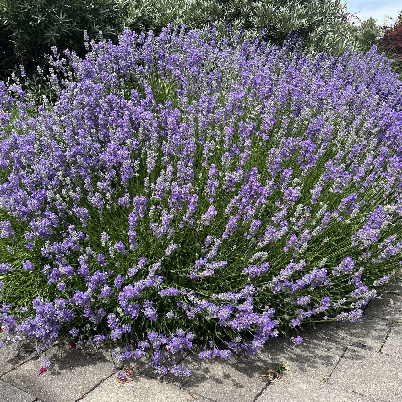 Lavendel Lavandula angustifolia 'Blue Jeans' blau