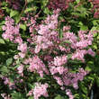 Syringa josiflexa 'Bellicent': Bild 3/3