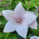 Platycodon grandiflorus 'Albus' - Ballonblume