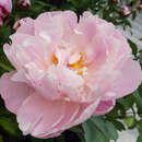 Paeonia lactiflora 'Lady Alexandra Duff' - Pfingstrose