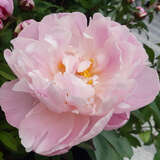Paeonia lactiflora 'Lady Alexandra Duff' - Pfingstrose