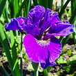 Iris sibirica 'Concord Crush': Bild 2/3