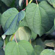 Cercidiphyllum jap. 'Amazing Grace': Bild 2/2