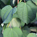 Cercidiphyllum jap. 'Amazing Grace' - Hänge-Judasblattbaum